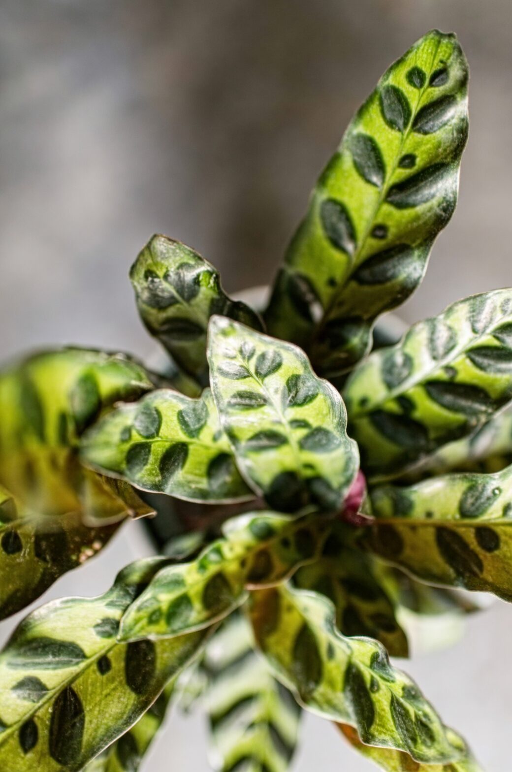 rattlesnake plant leaf close-up