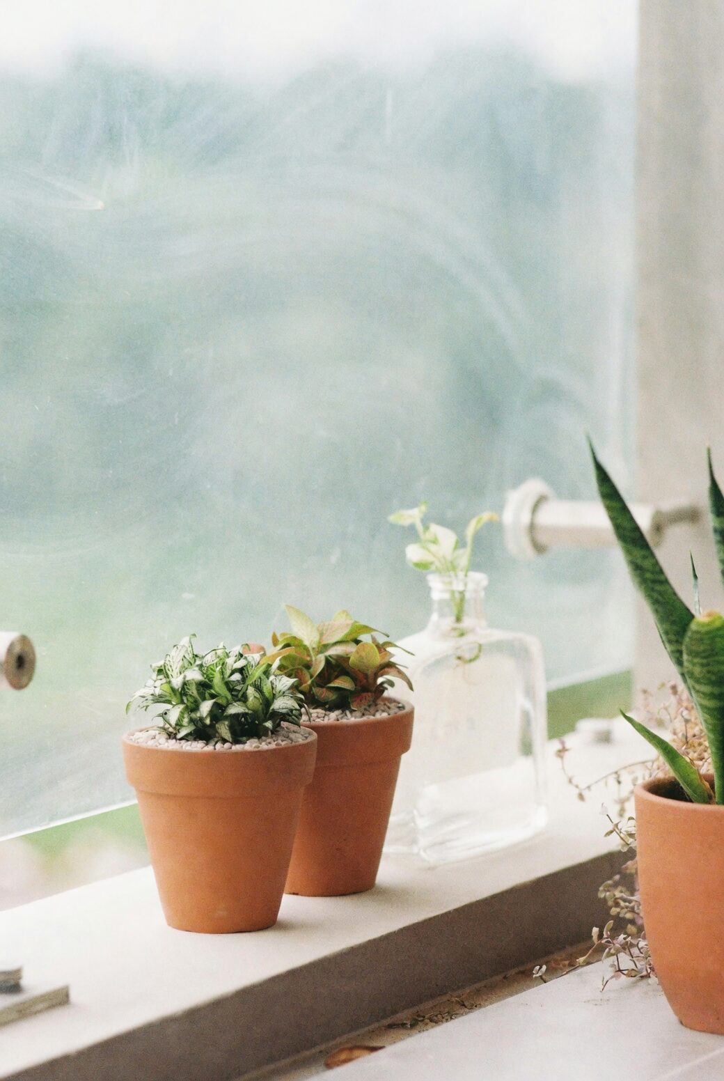 rattlesnake plant bathroom windowsill