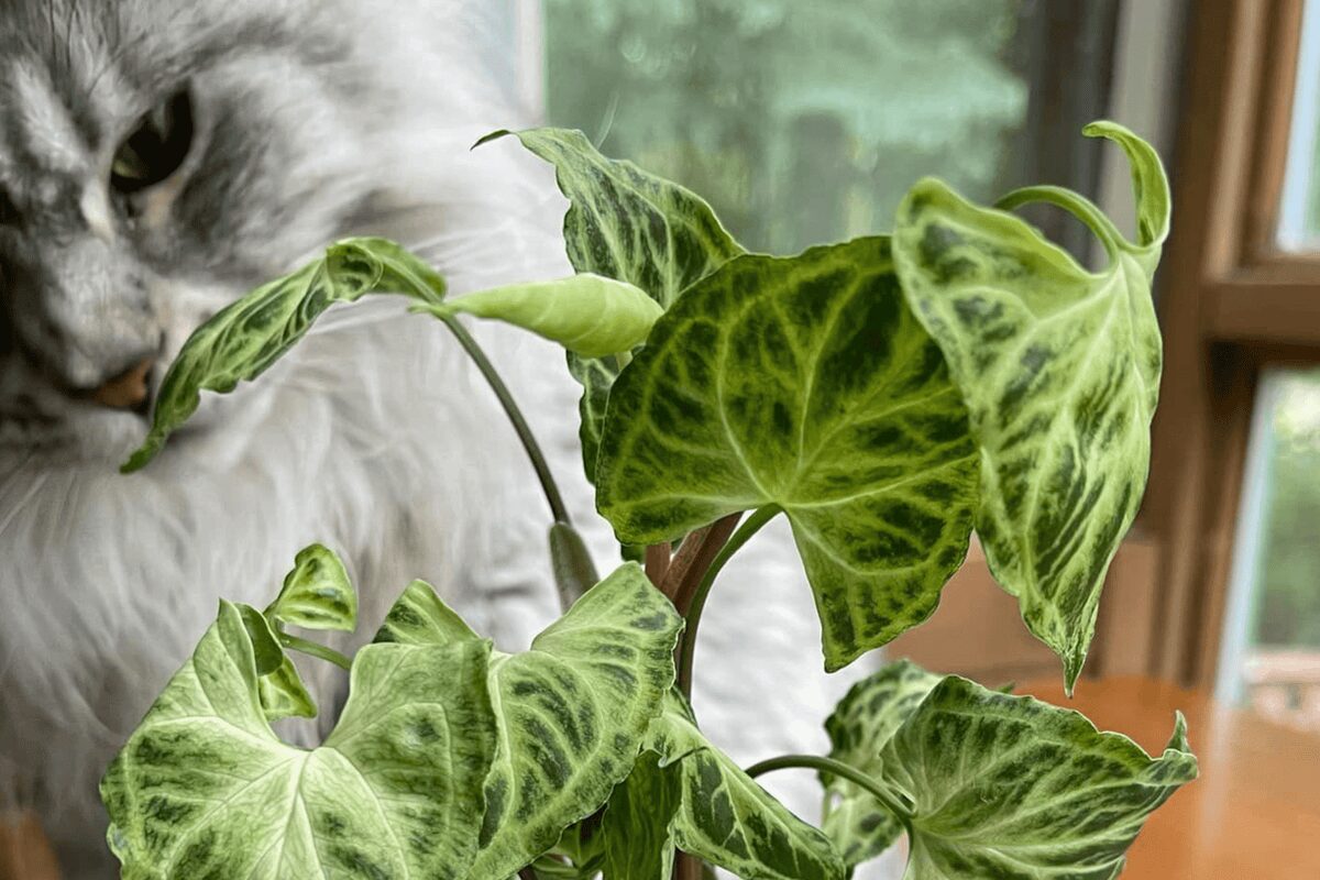 rattlesnake plant high shelf cat