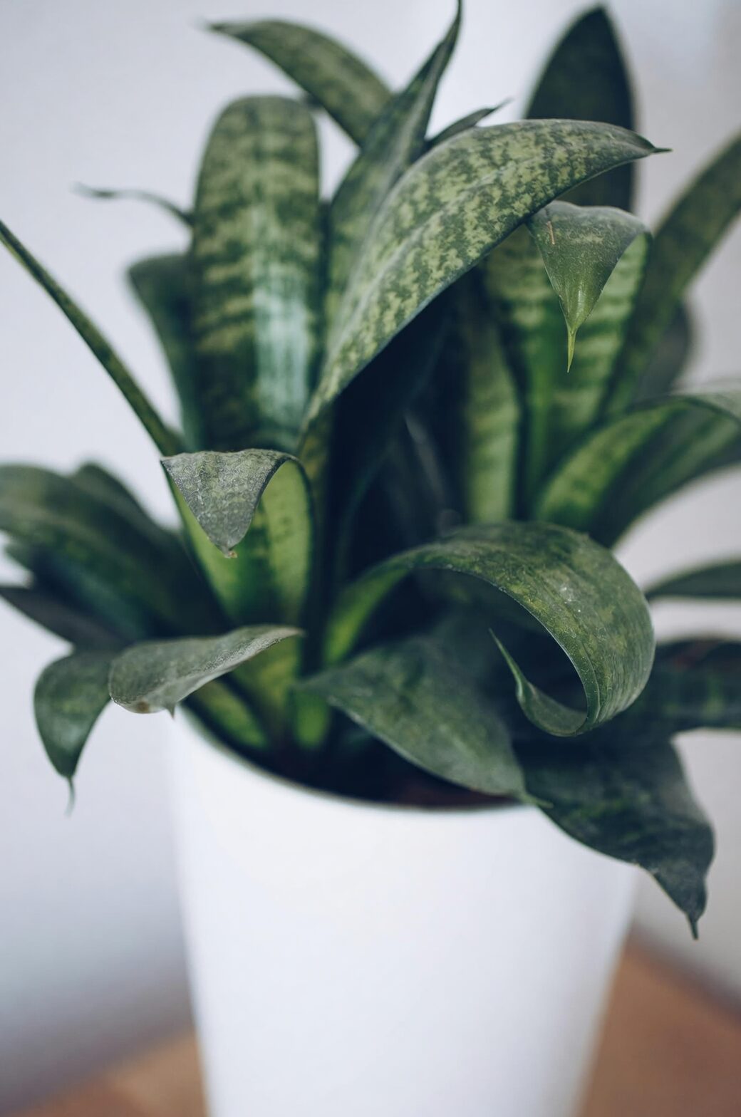 rattlesnake plant pebble top dressing pot