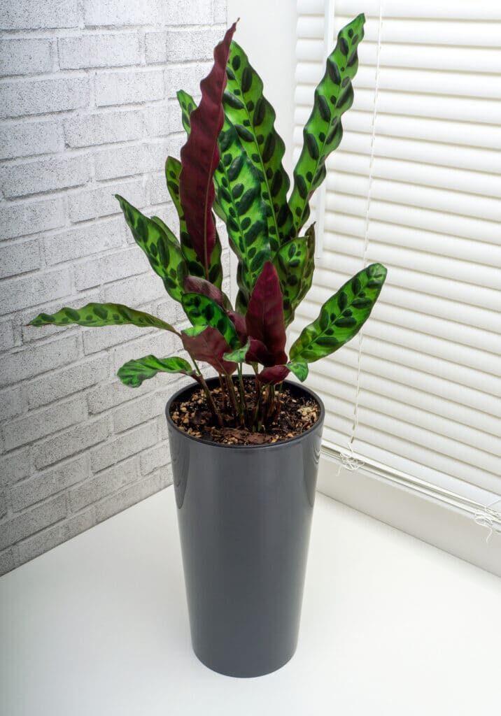 rattlesnake plant window setup sheer curtain