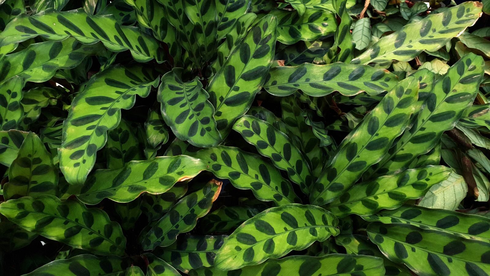 rattlesnake plant mist spray backlight