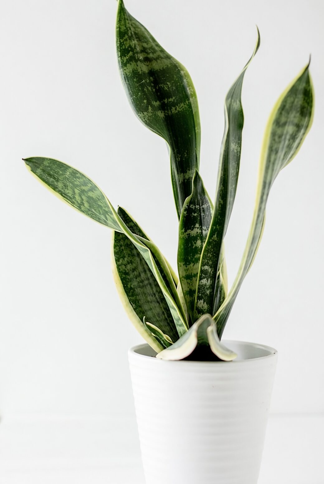rattlesnake plant repotting soil