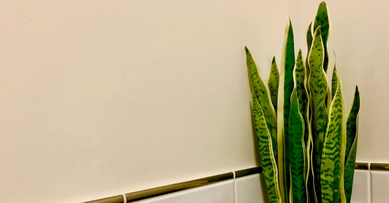 rattlesnake plant bathroom window