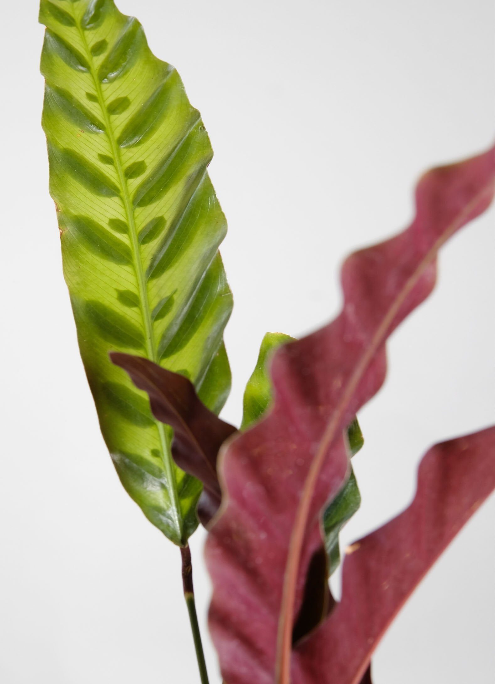 calathea lancifolia pulvinus close-up
