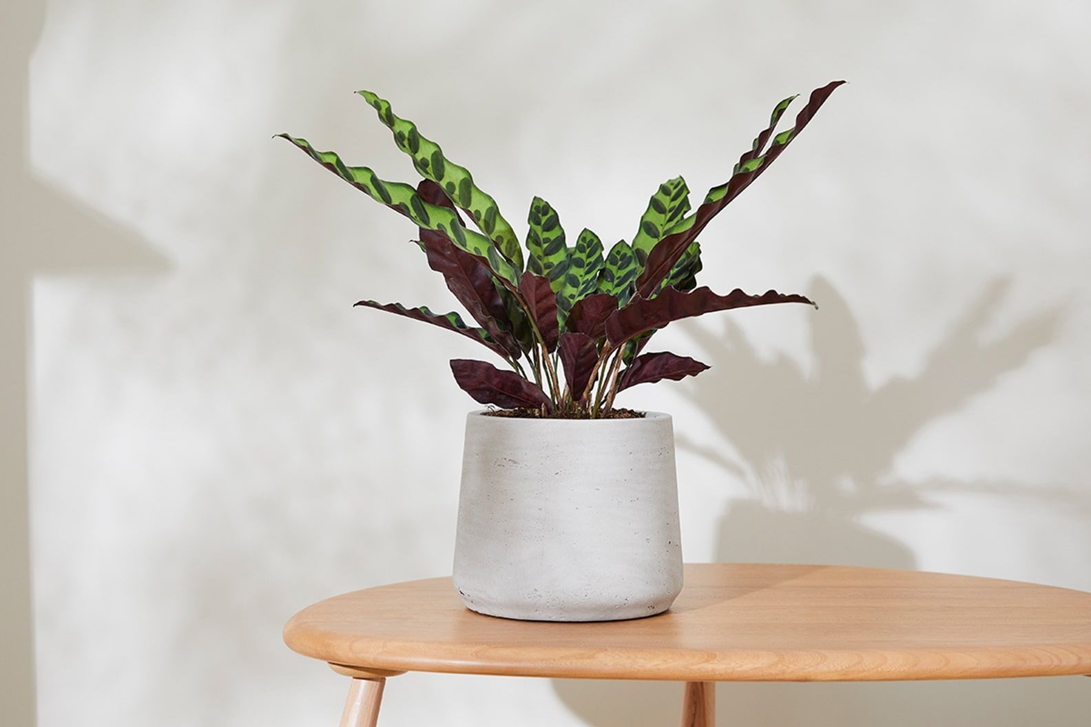 calathea lancifolia timelapse setup