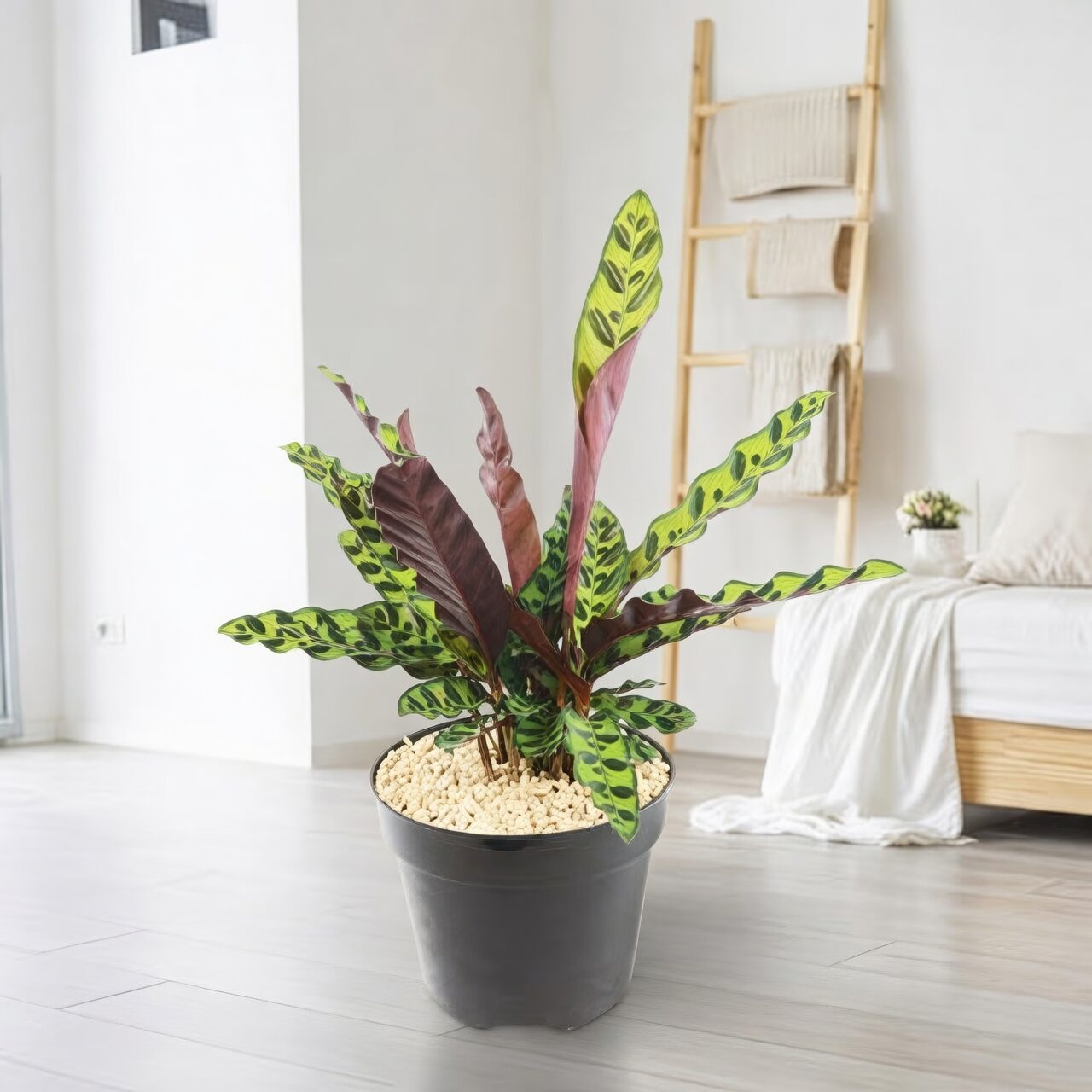 calathea lancifolia bathroom bright light