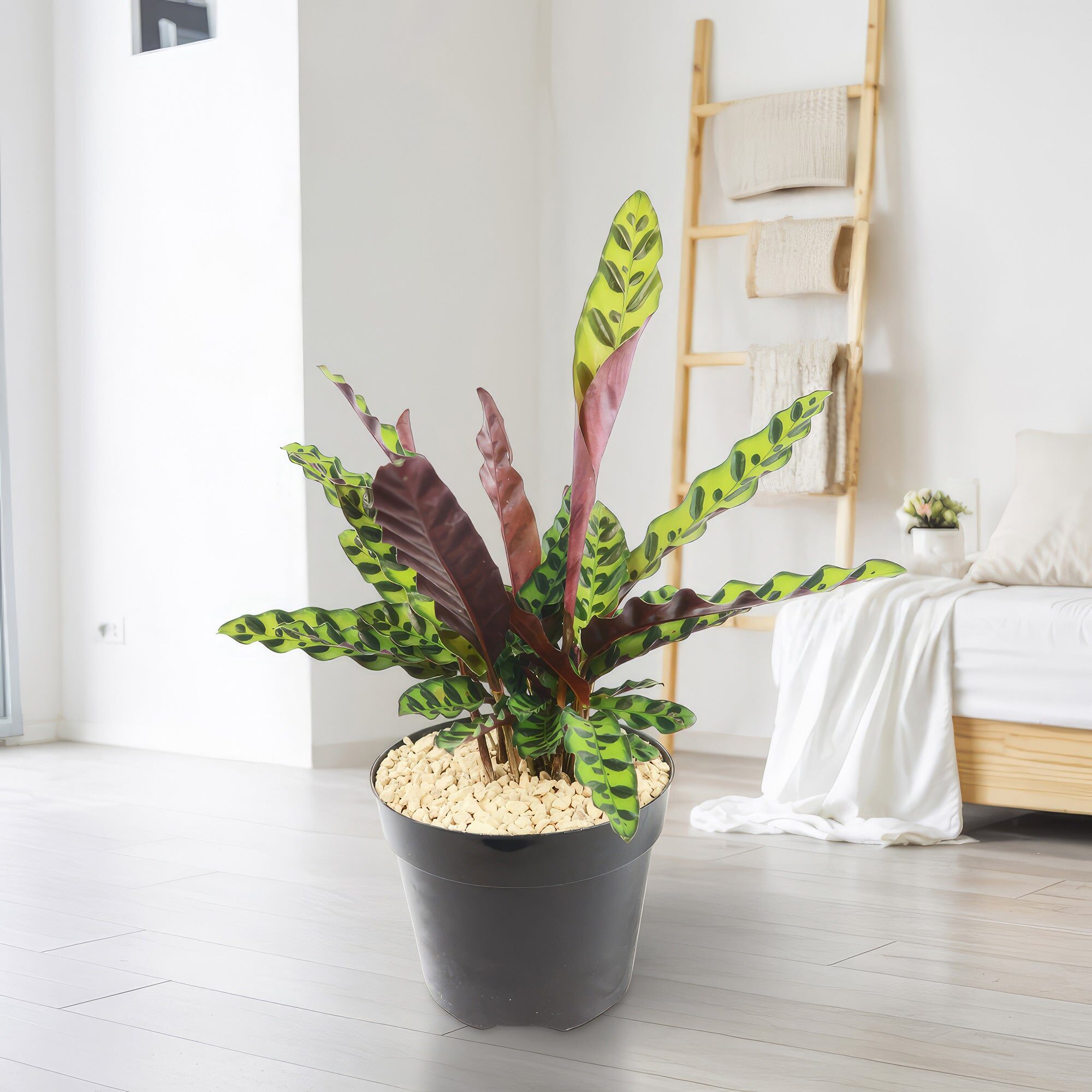 rattlesnake calathea filtered light curtain