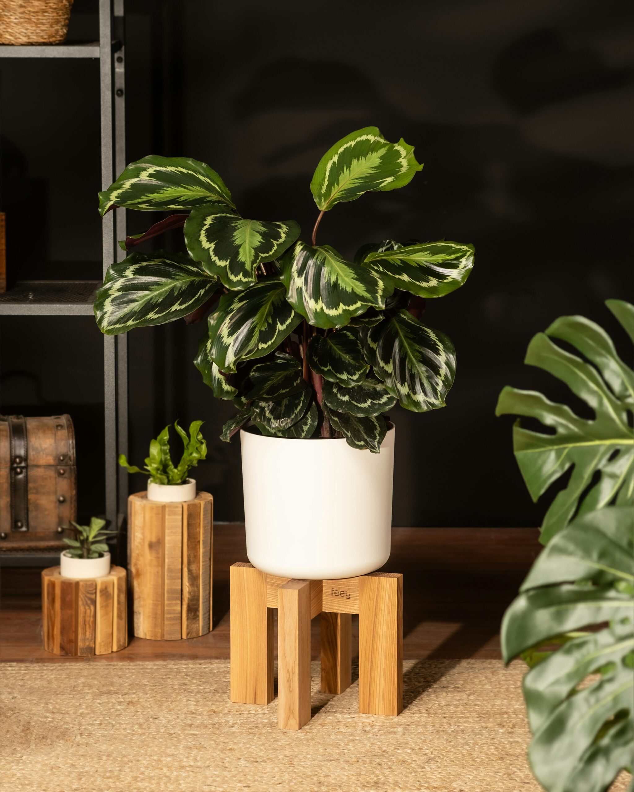 rattlesnake calathea pebble tray humidifier