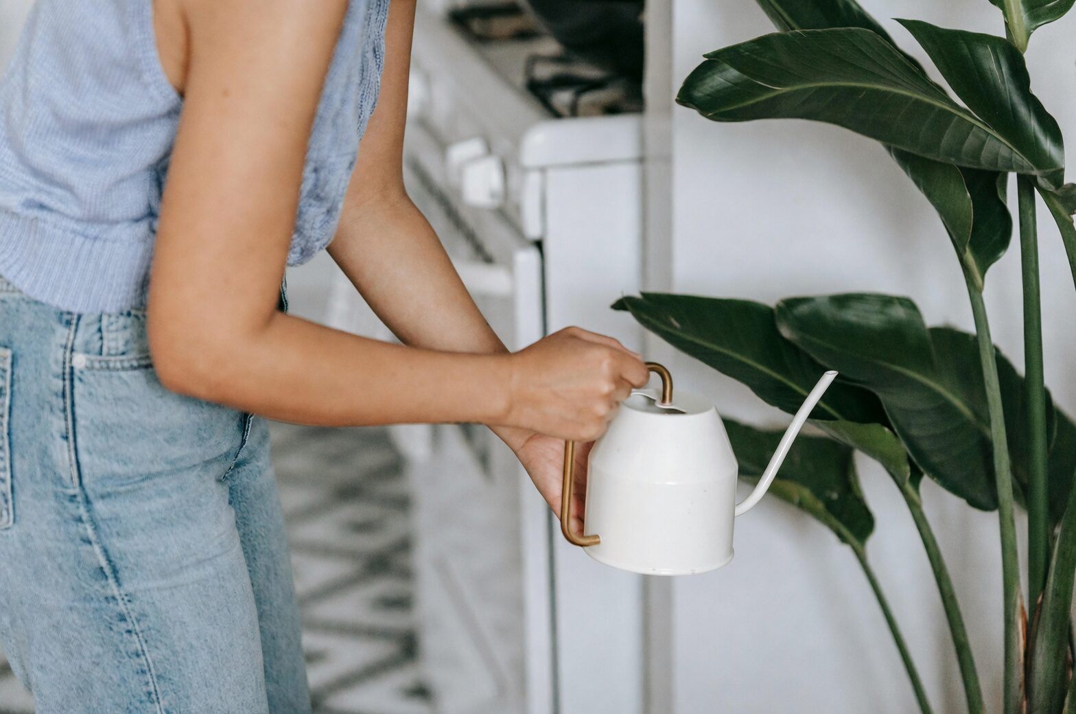 rattlesnake calathea watering distilled water