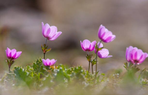 anemone coronaria petals in wind