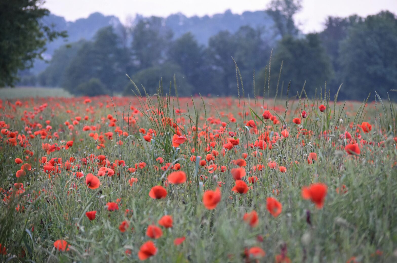 red anemone coronaria field israel