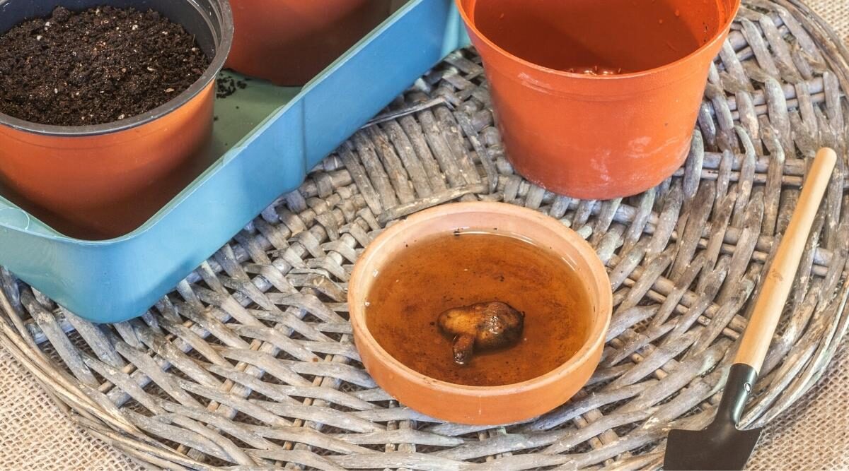 anemone coronaria tuber planting