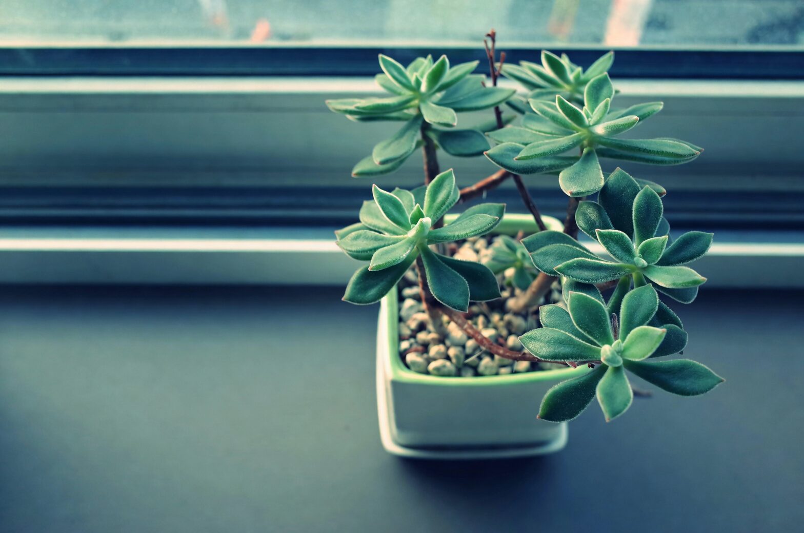 haworthia cooperi etiolated plant indoor