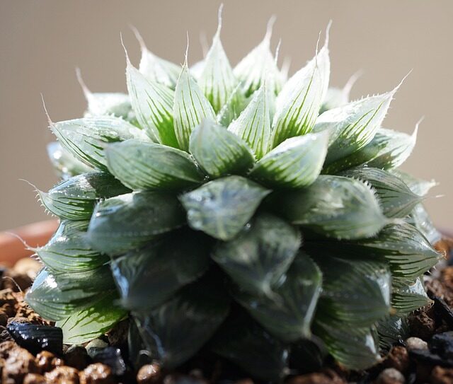 haworthia cooperi root pruning with knife