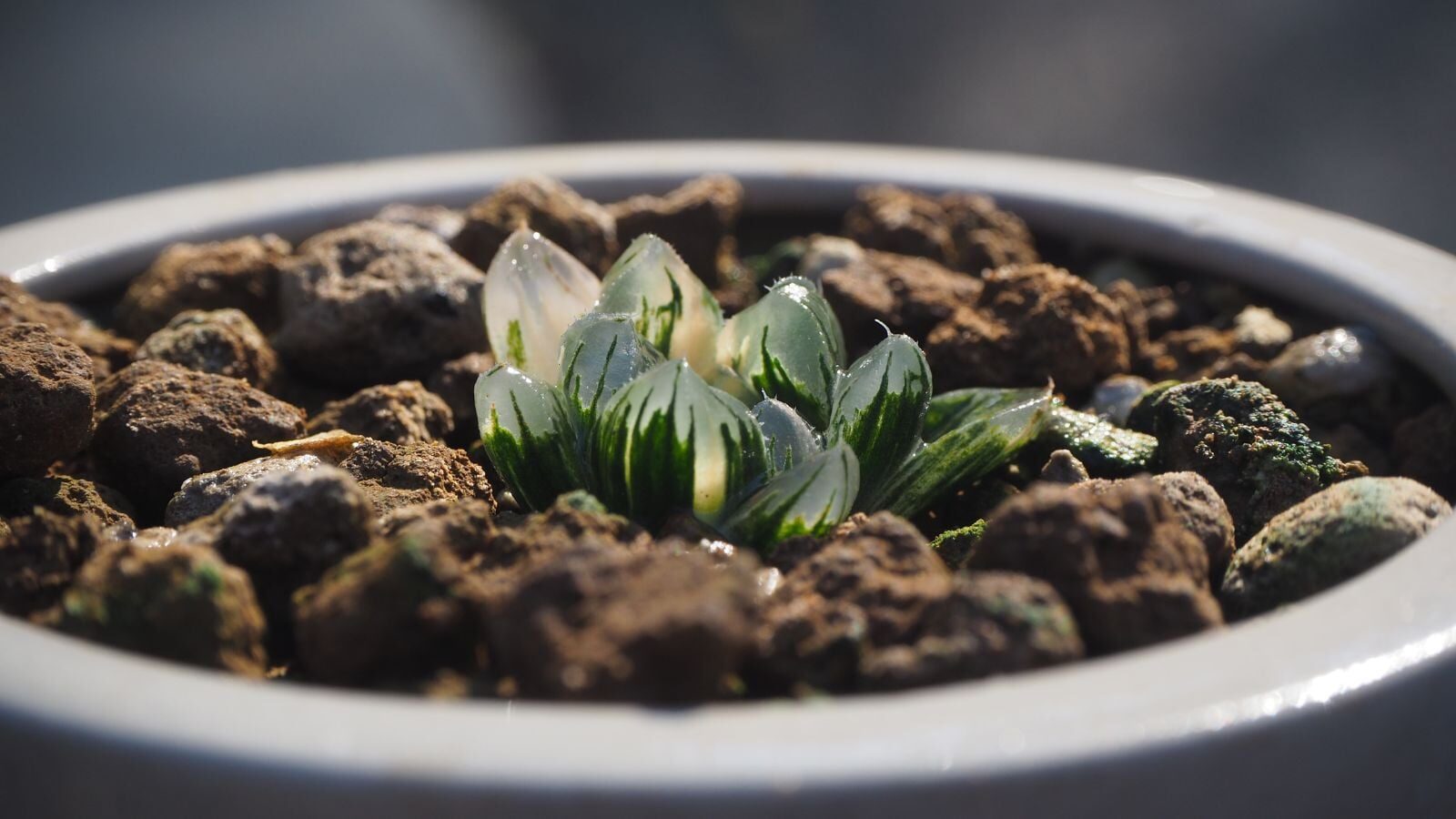 haworthia cooperi gritty soil mix