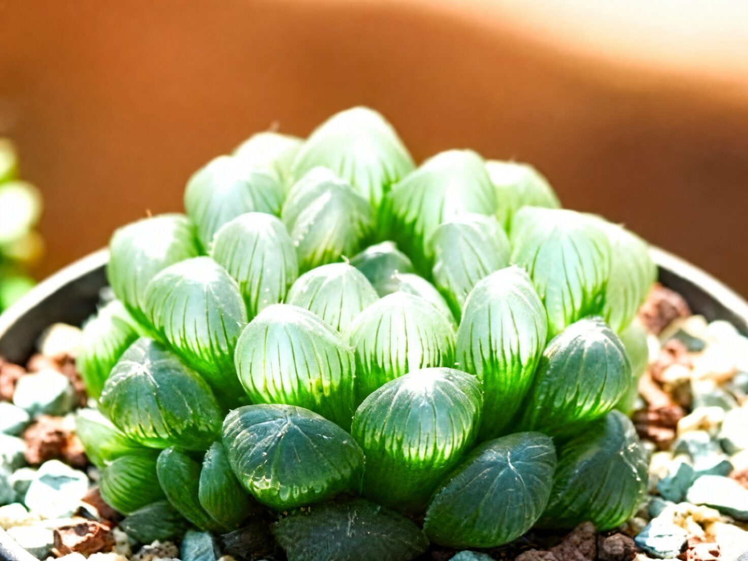 haworthia cooperi windowsill sheer curtain