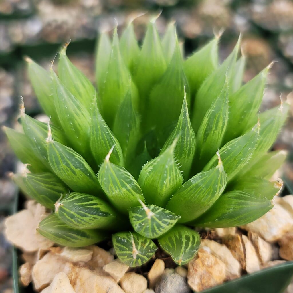 haworthia cooperi whiteflies on leaf