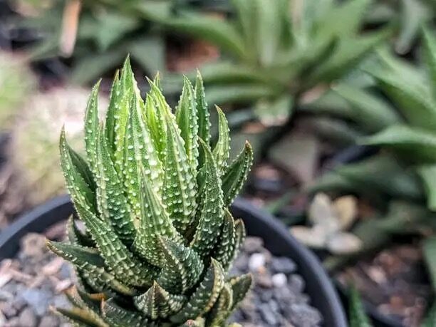 haworthia cooperi leaf rot close up