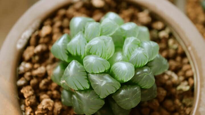 haworthia cooperi windowsill fan