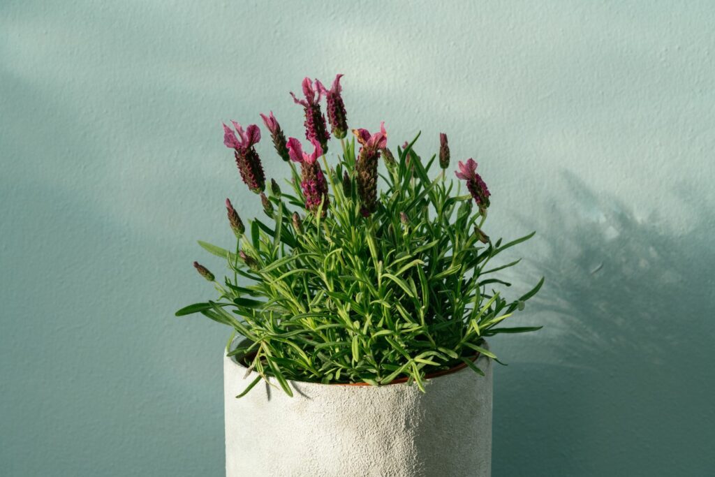 lavender pot drainage hole