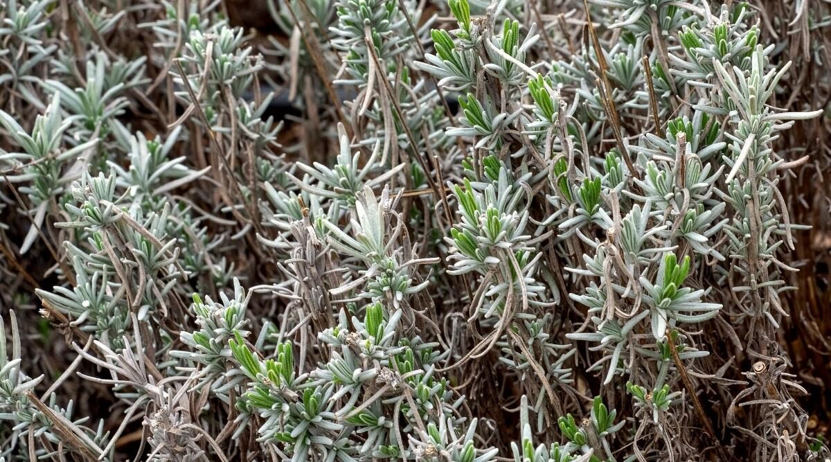 lavender gray mold close up