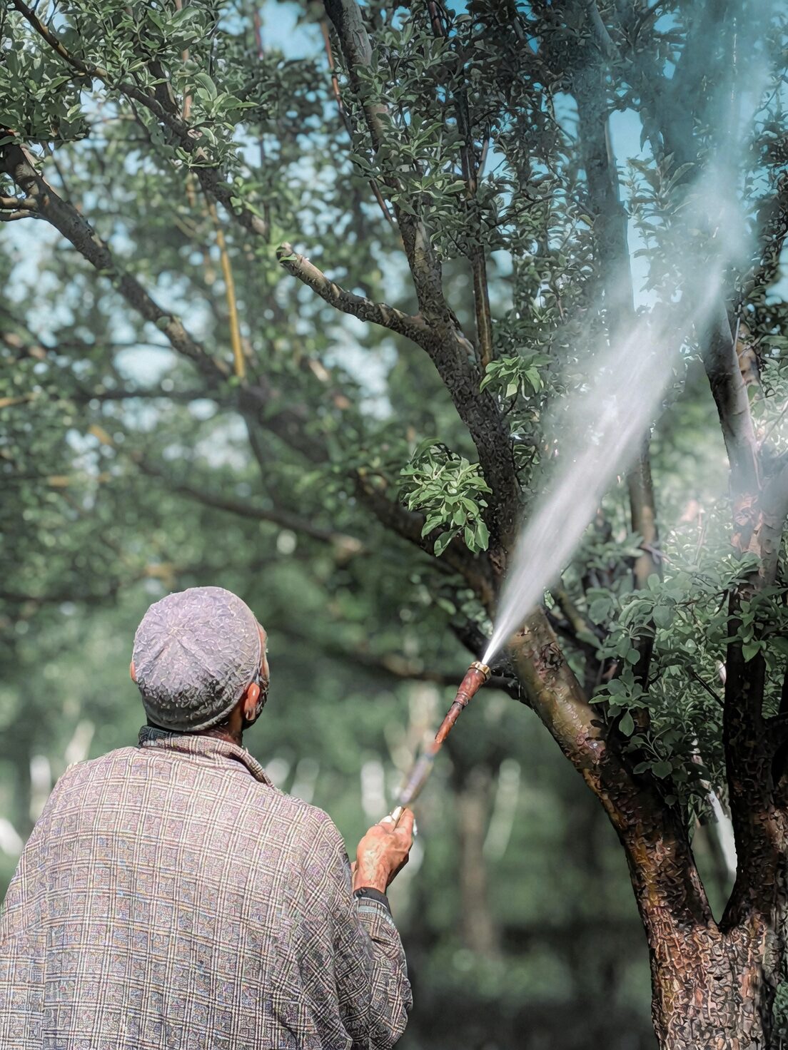 lavender fungicide spraying leaves