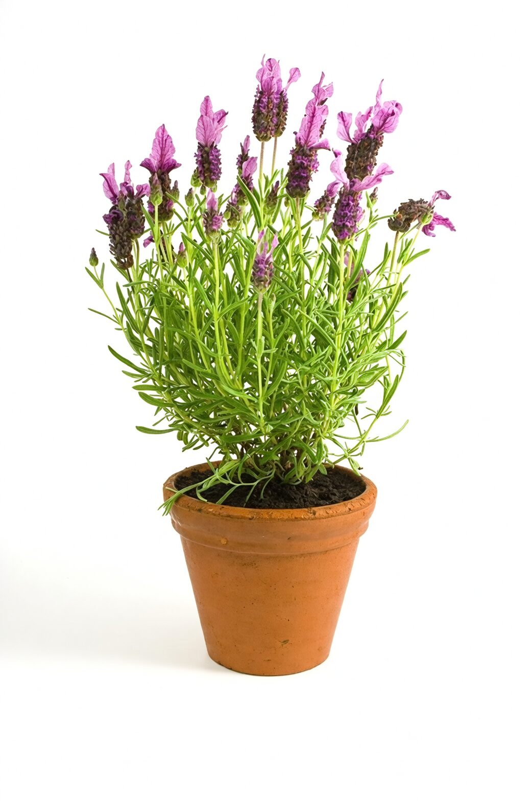 lavender terracotta pot watering