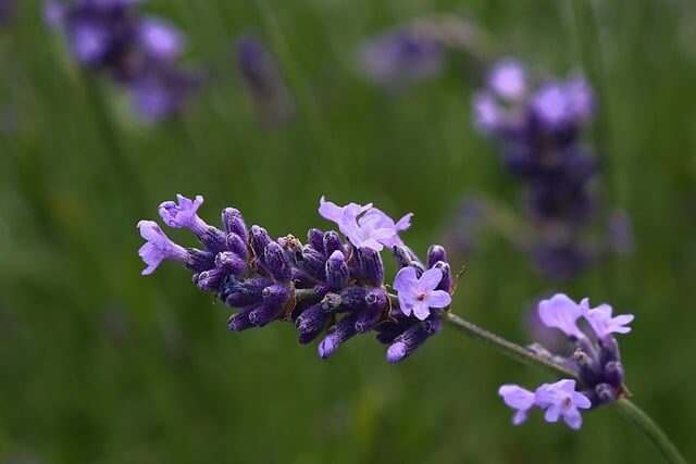 lavender pruning after flowering