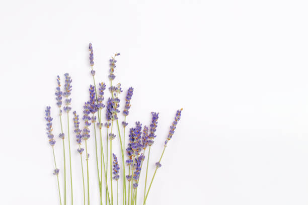 lavender bunches hanging to dry