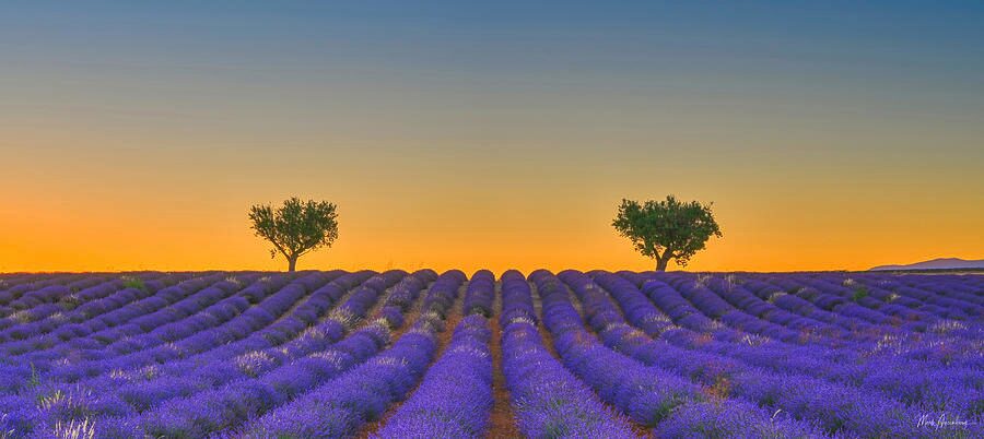 Provence lavender field sunset
