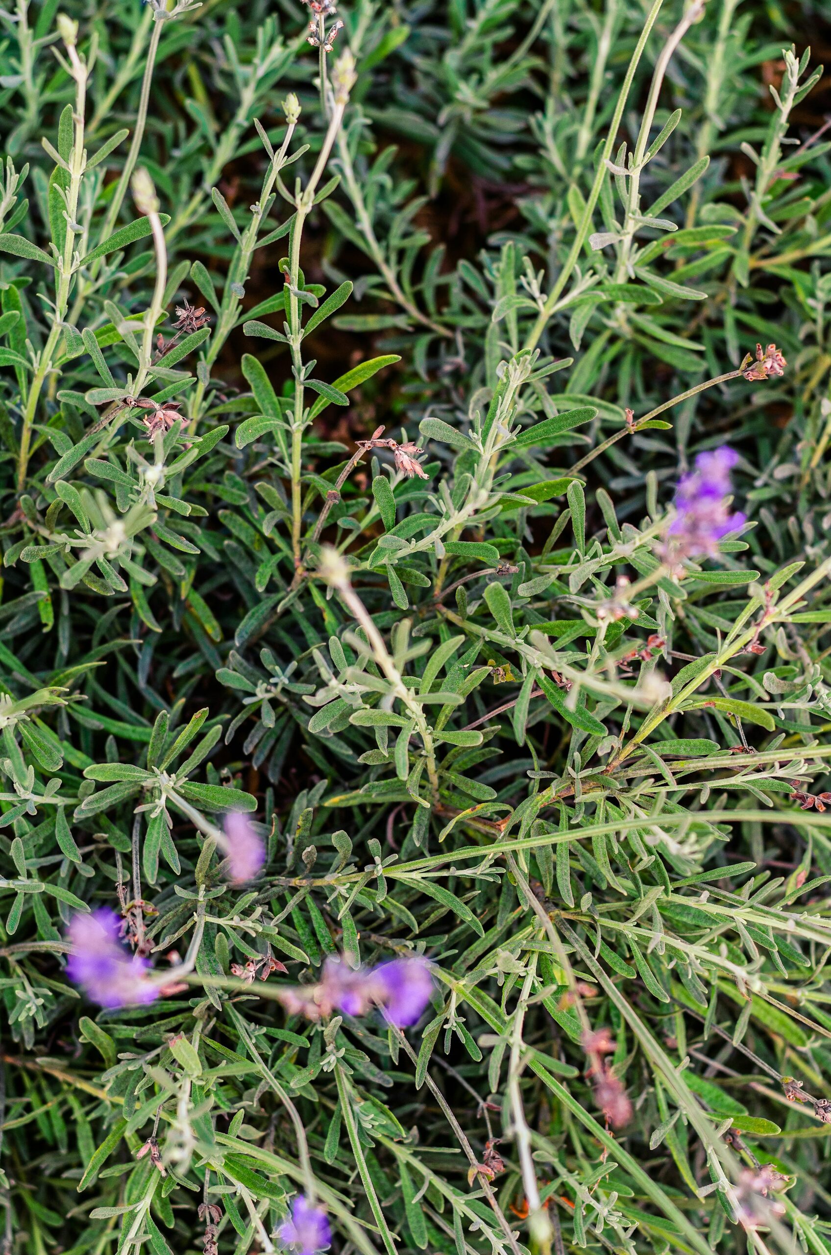 lavender angustifolia flower close-up