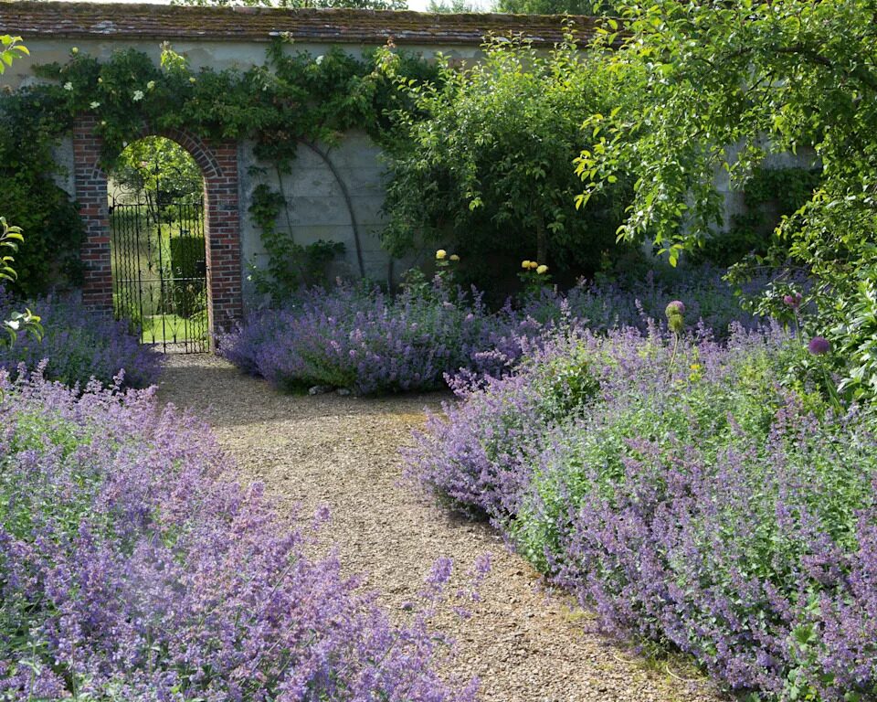 lavender with bees garden border