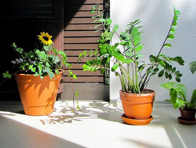 lavender and thyme terracotta pot balcony