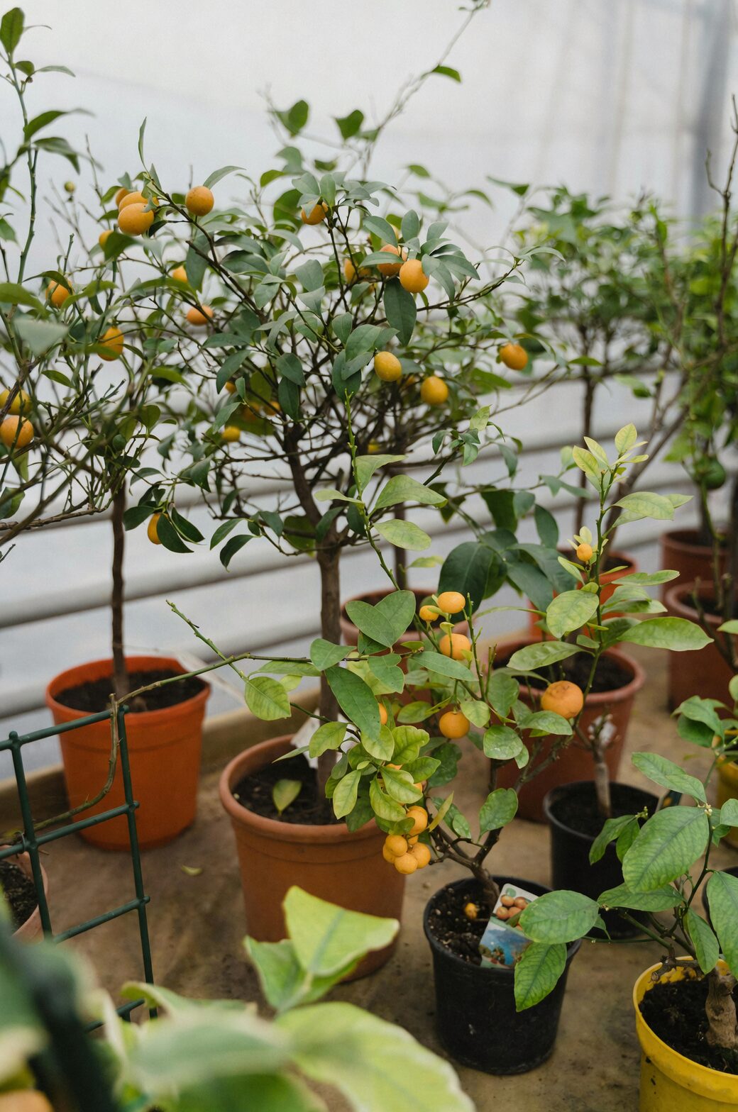 kumquat watering can drainage