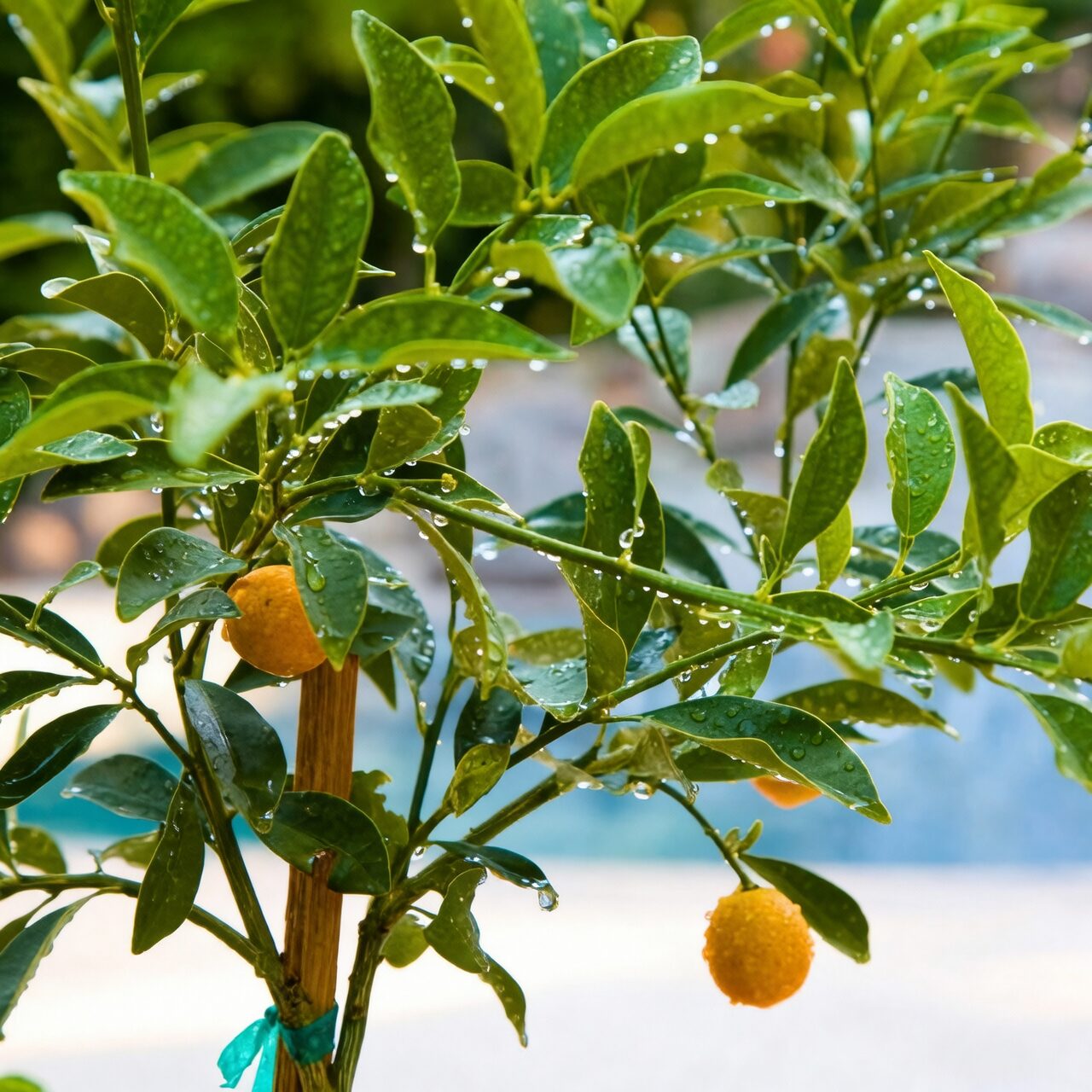 kumquat winter protection indoor
