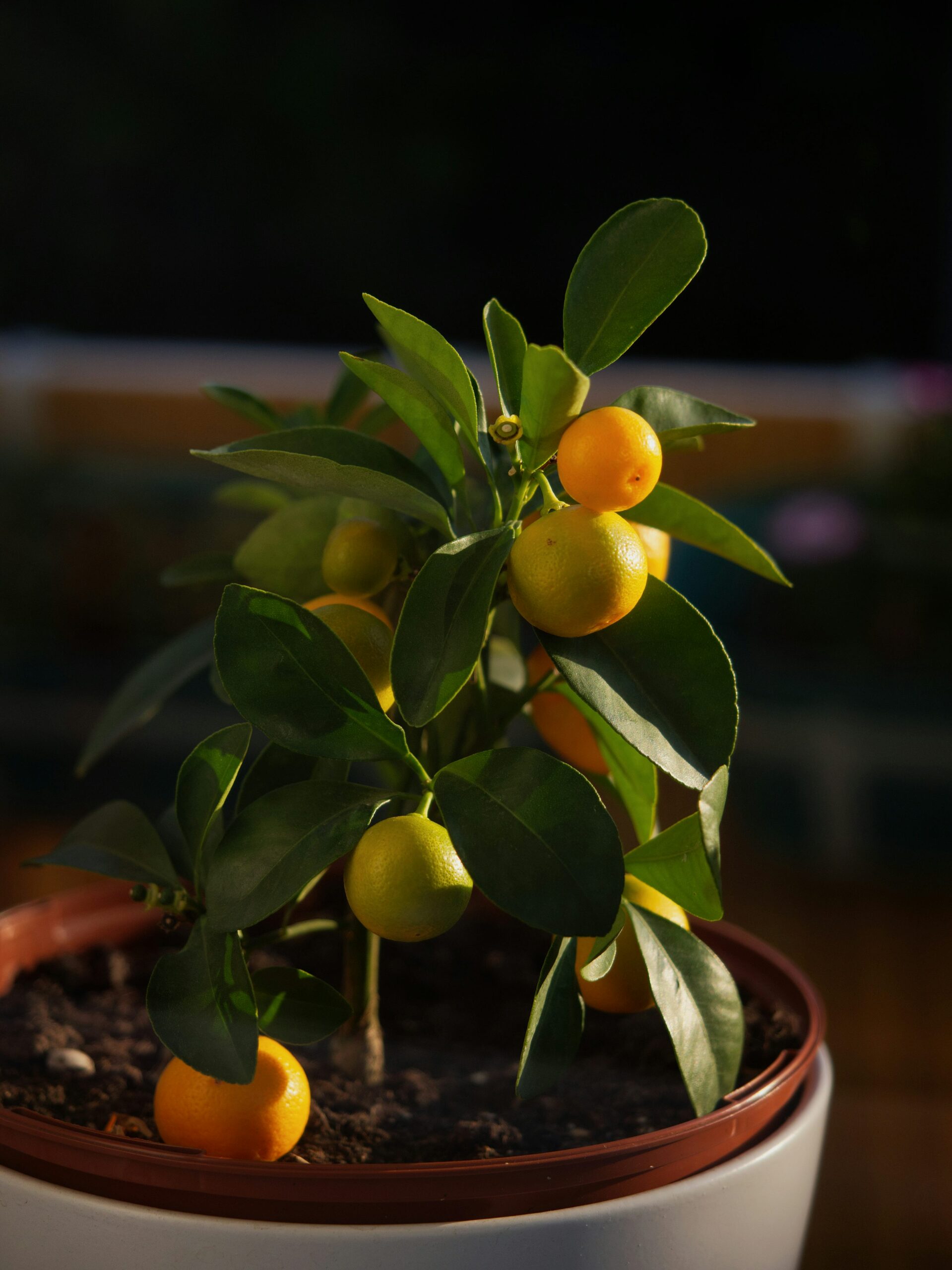 kumquat repotting soil mix