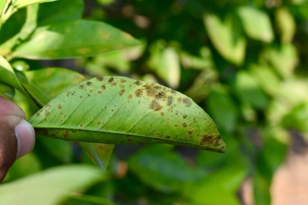 kumquat leaf scab close-up