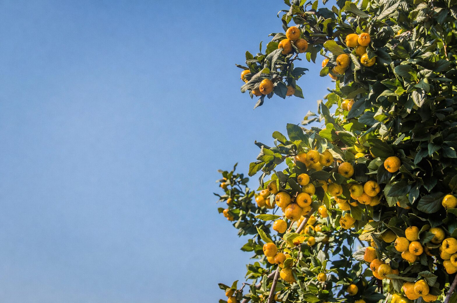 kumquat leaf canker yellow halo