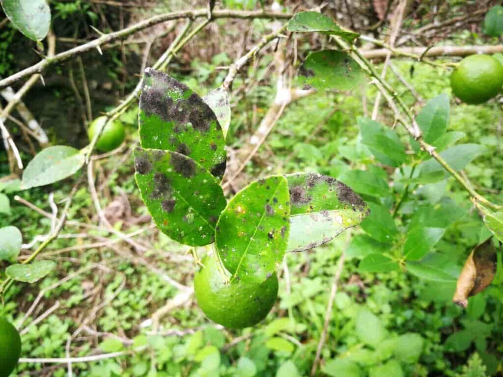 kumquat leaves copper fungicide spray