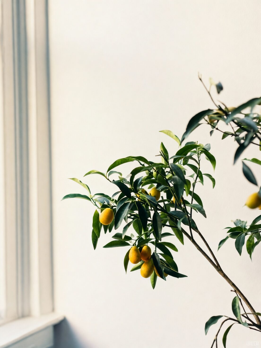 从“罗浮”到Kumquat：金橘如何走上年宵花巅峰？