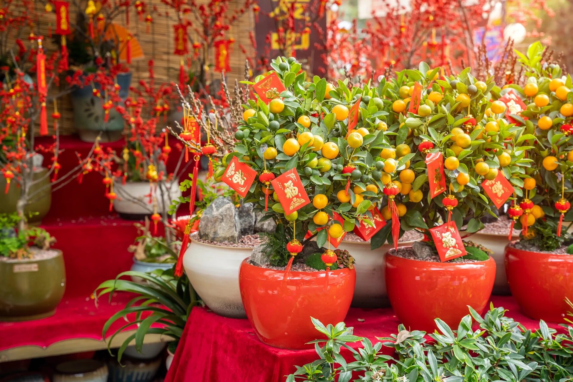 kumquat Chinese New Year market
