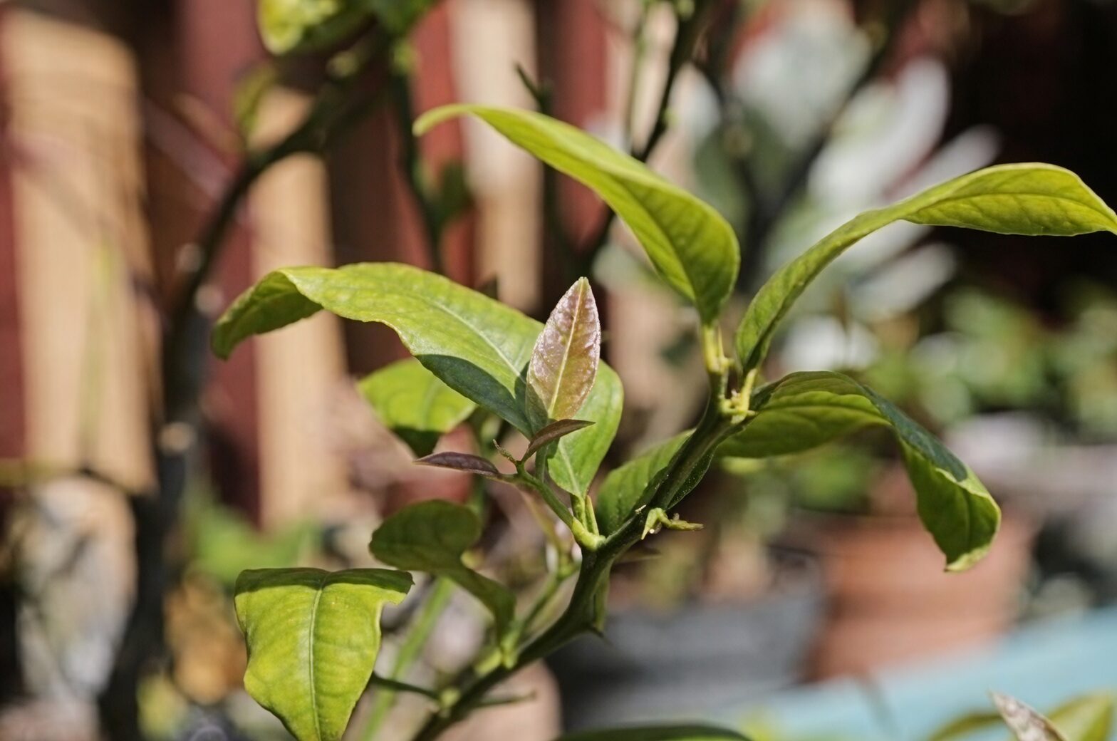 kumquat rootstock seedlings comparison