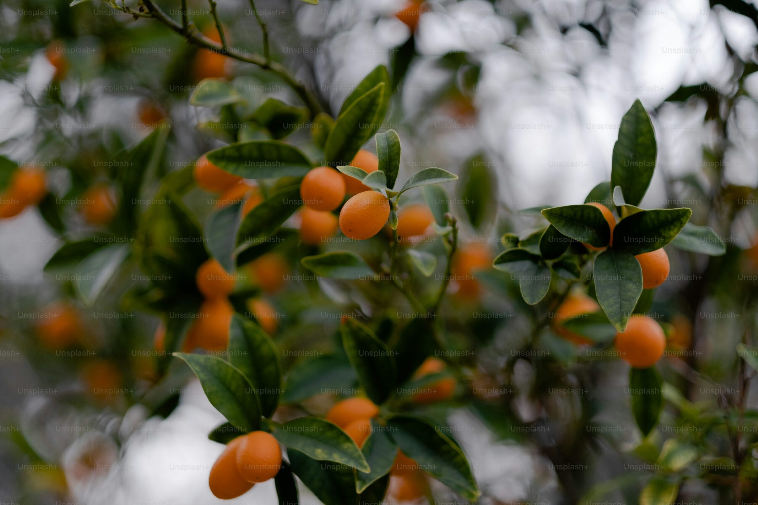 kumquat cleft graft close-up