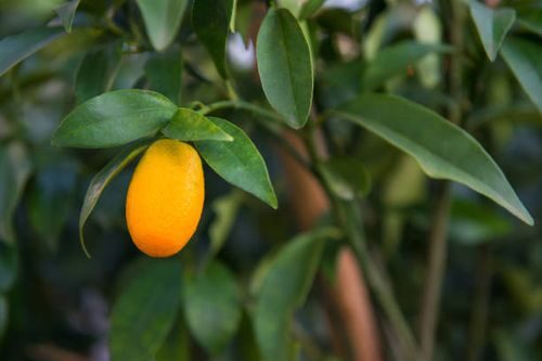 kumquat T-budding close-up