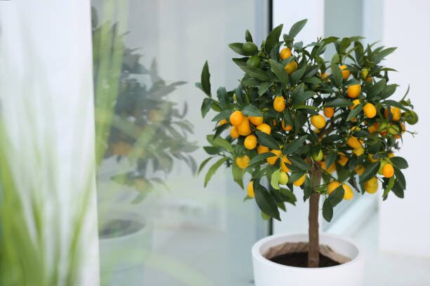 kumquat in modern Chinese interior