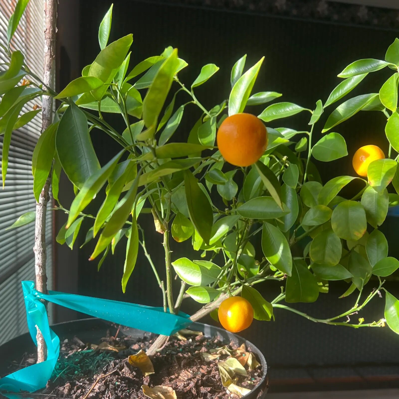 kumquat watering with watering can