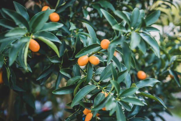 hand checking kumquat on branch