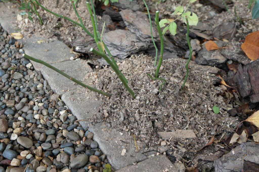 kumquat tree frost protection mulch