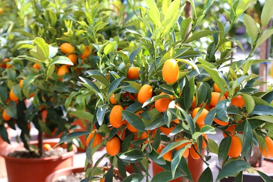kumquat east window morning light